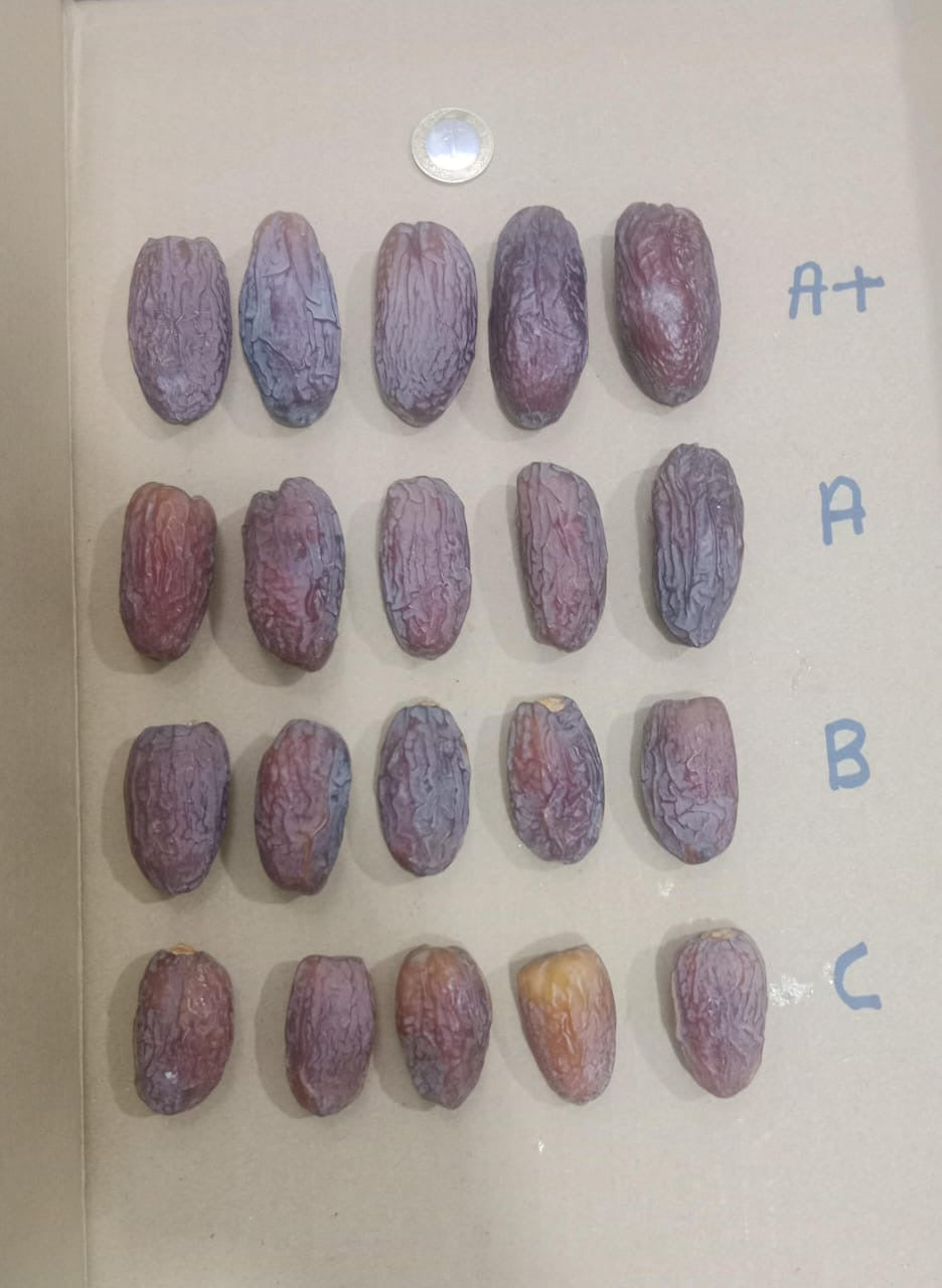 Brown dates arranged by A+, A, B and C size grades with a coin for scale