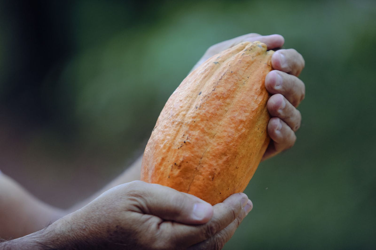 Farmer holding harvested cocoa pod