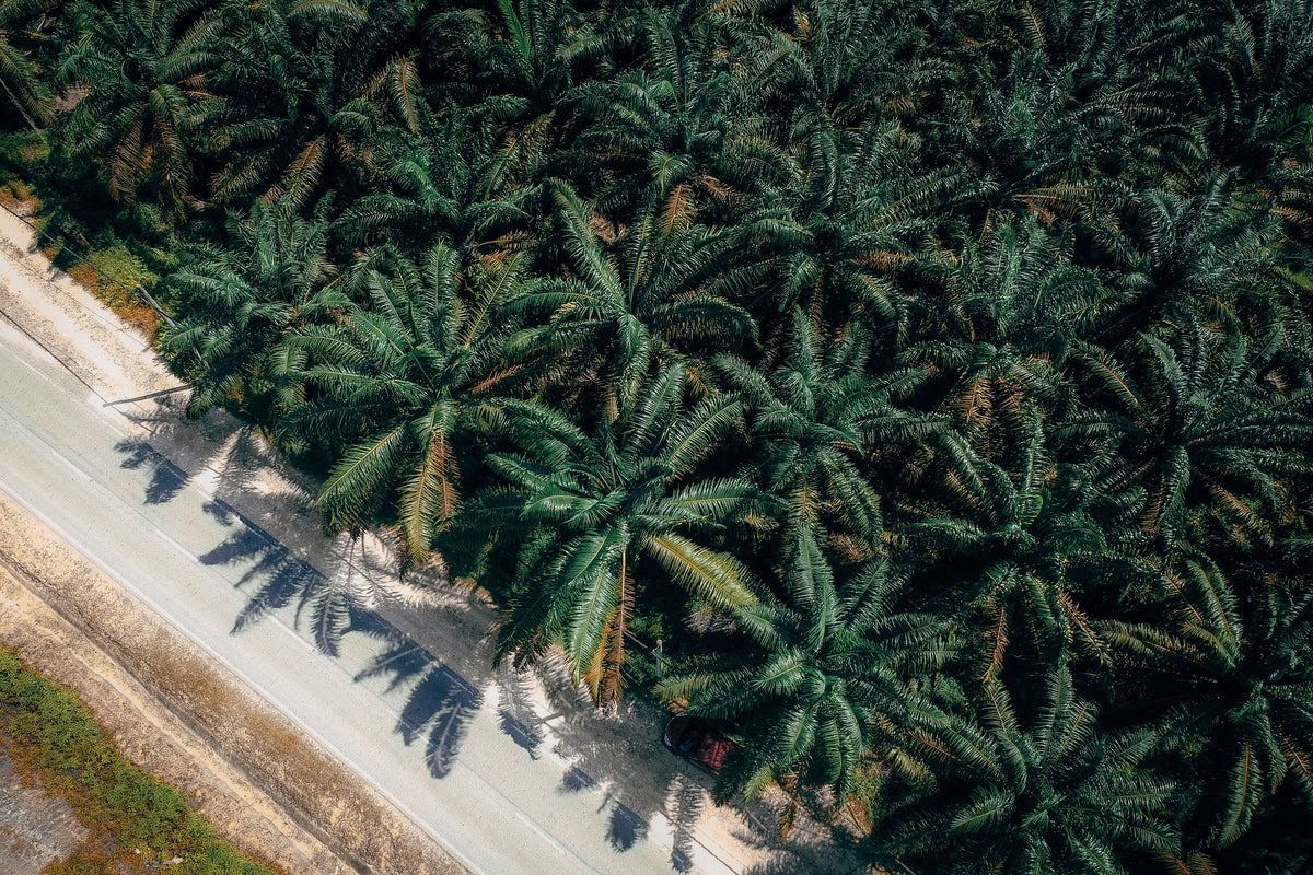 Is Palm Oil Really Bad? Deforestation, Sustainability and Why We Choose Cocoa Butter